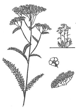 plante médicinale bio : Achillea millefollium