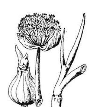 plante médicinale bio : Allium sativum