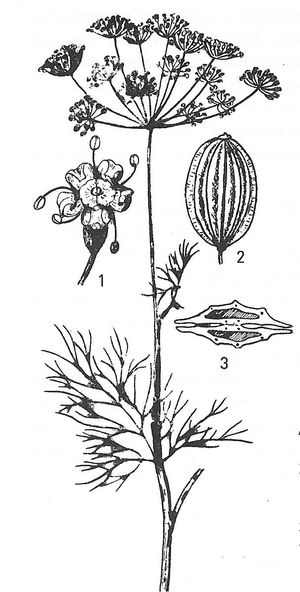plante médicinale bio : Artemisia gravoelens