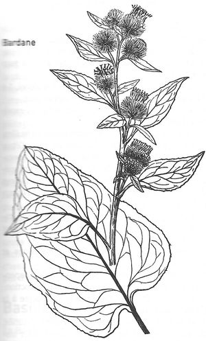 plante médicinale bio : Arctium lappa