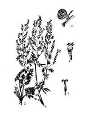plante médicinale bio : Artemisia absinthum