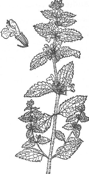 plante médicinale bio : Ballota nigra