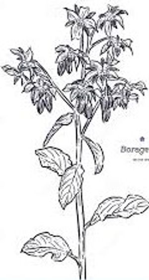 plante médicinale bio : Borrago officinalis