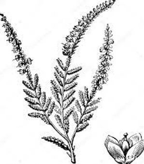 plante médicinale bio : Calluna vulgaris