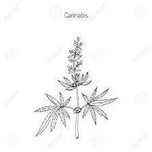 plante médicinale bio : Cannabis sativa
