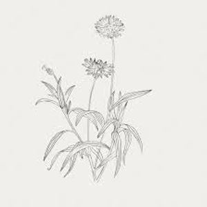 plante médicinale bio : Centaurea cyanus