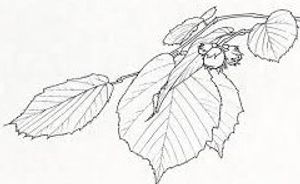 plante médicinale bio : Corylus avellana