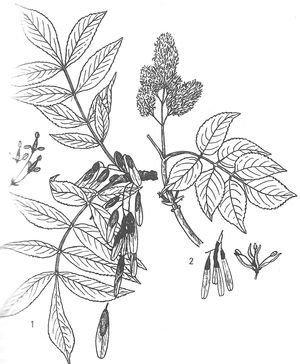 plante médicinale bio : Fraximus excelsior