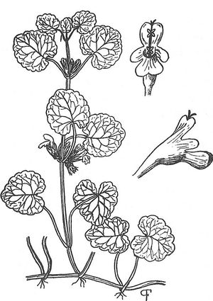 plante médicinale bio : Glechoma hederacea