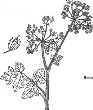 plante médicinale bio : Heraclum sphondylium