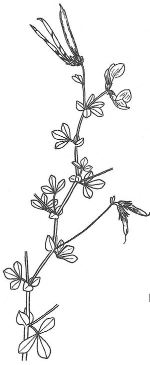 plante médicinale bio : Lotus corniculatus