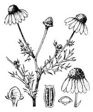 plante médicinale bio : Matricaria chamomilla