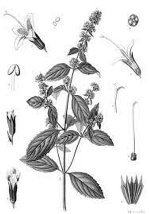 plante médicinale bio : Mentha piperita
