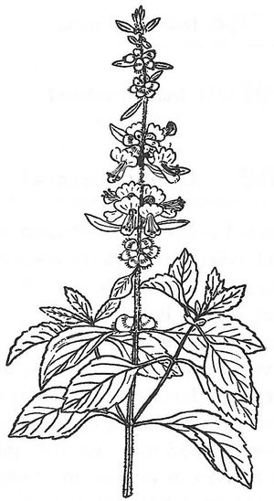 plante médicinale bio : Ocimum basilicum