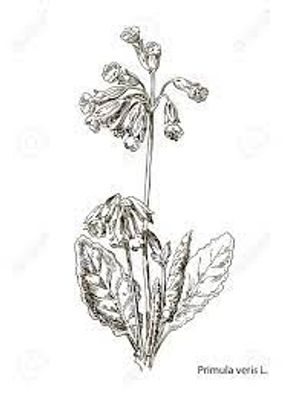 plante médicinale bio : Primula officinalis ou Primula veris