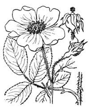 plante médicinale bio : Rosa gallica