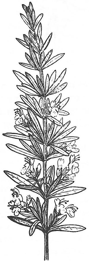 plante médicinale bio : Rosmarinus officinalis