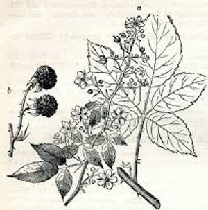 plante médicinale bio : Rubus fructicosus