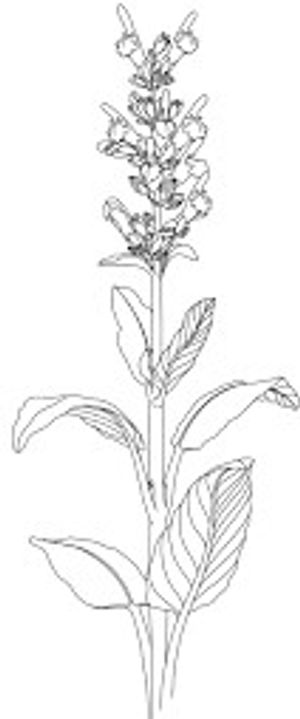 plante médicinale bio : Salvia officinalis