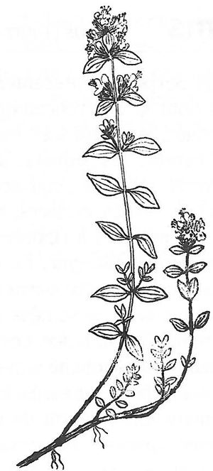 plante médicinale bio : Thymus serpilium