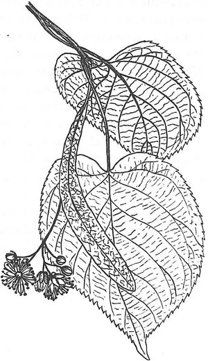 plante médicinale bio : Tilia cordata